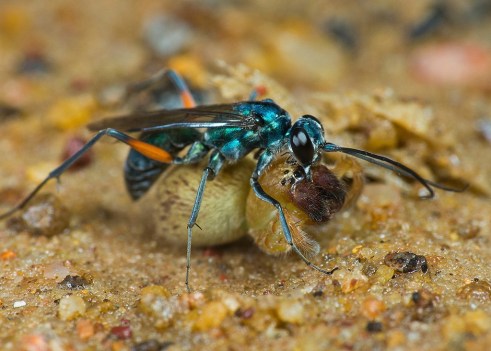 Photo from the Predator vs. Prey collection at tchuanye.smugmug.com. (Photo: Tan Chuan-Yean)