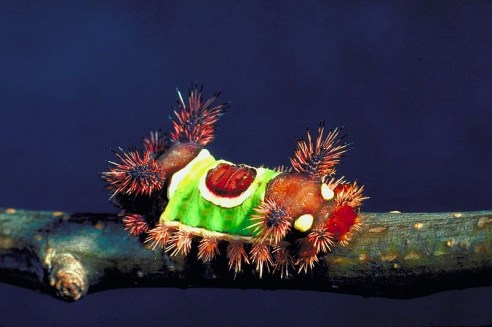 Saddleback caterpillar (Photo: Gerald J Lenhard, Louisiana State University)