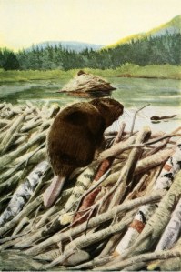 Illustration of a beaver from The Burgess Animal Book for Children. (Art: Louis Agassiz Fuertes, 1920.)