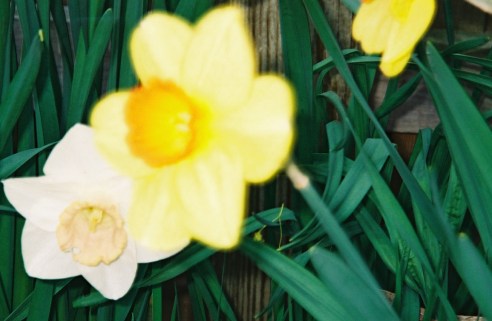 Flowers from our garden in Spring 2004. (Photo: Michael Howell)