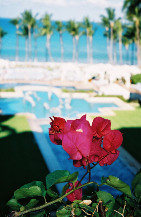 Flowers from a trip to Maui. (Photo: Michael Howell)