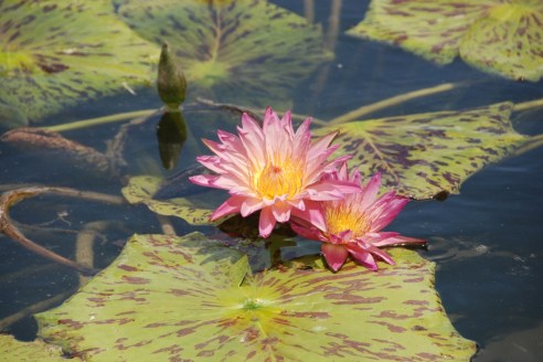 (Photo: Michael Howell)