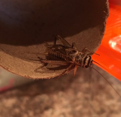 Charles Allen Cricket II (Photo: Shala Howell)