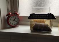 A cricket tote in a bathroom window.