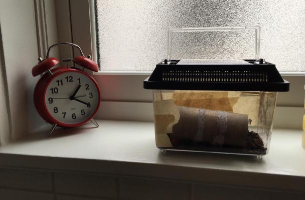 A cricket tote in a bathroom window.