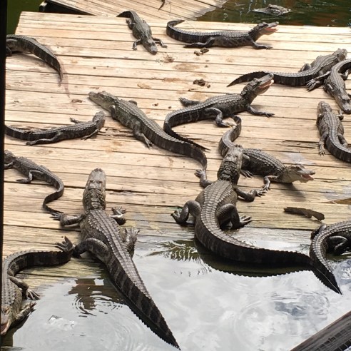 About a dozen alligators of various sizes on a boardwalk somewhere in Florida.