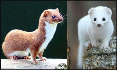 The least weasel's brown summer coat turns white in winter. (Photo: Mrs_Holman_7 on Reddit)