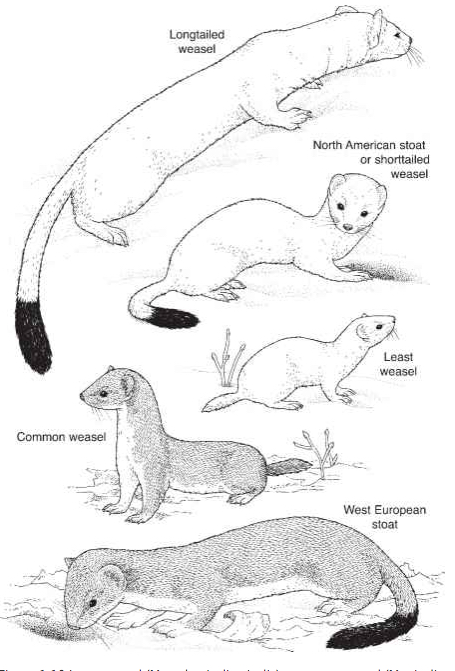 Five types of weasels common to North America and Europe. Drawings is to scale. (Source: Ecology Center)