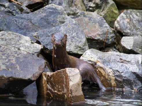 An American mink emerges from a pond near Portland, Oregon. (Photo: Chuck Holmer via Wikipedia)