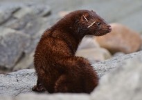 The photo shows a brown mink in a rocky landscape. The quills are stuck between its eye and ear.