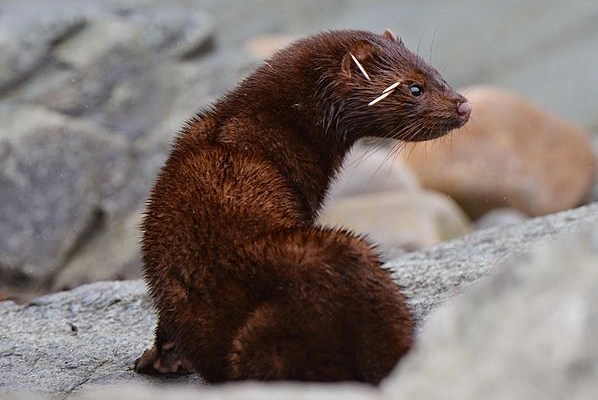 The photo shows a brown mink in a rocky landscape. The quills are stuck between its eye and ear.