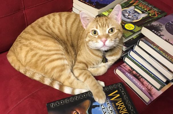 An orange tabby sits on a red couch, surrounded by a large number of Warriors books. His paw is on the one with a portrait of an orange tabby on the cover (Secrets of the Clans).
