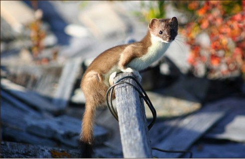 Least weasel. (Photo via Nature Conservancy)