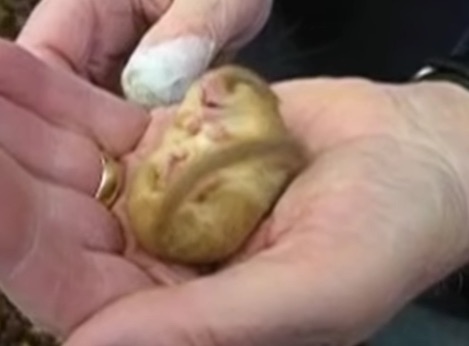 Still from the snoring dormouse video on YouTube. (Video: Snoring Dormouse)