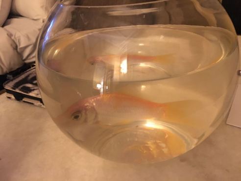 Mr. Goldfish (Photo: Shala Howell)