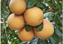 cluster of grapefruit on a tree.