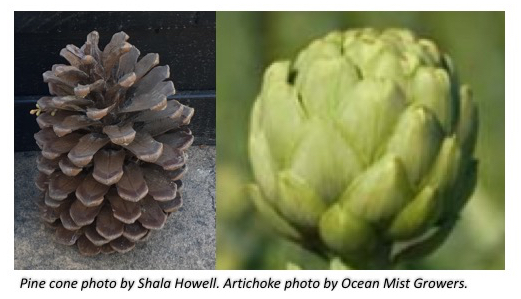 On the left side is a photo of a pine cone. On the right is an artichoke.