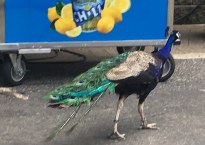 Peacock walking by a frozen lemonade stand