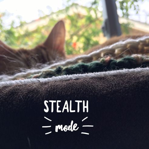 Image of cat sleeping in brown cat bed from the side, only the tips of his orange ears are visible. Captioned: Stealth Mode.