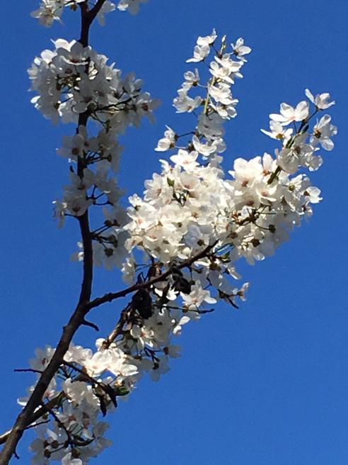 Flowering tree against a dark blue sky