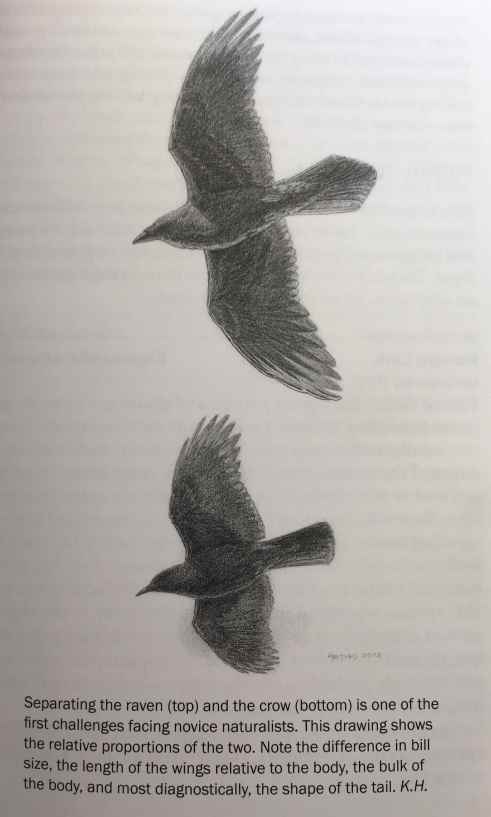 Illustration showing the difference between a raven (top) and a crow (bottom). Artist: Keith Hansen. Source: Birds of the Northern California Coast.