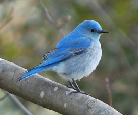 The Mountain Bluebird of Nevada has a lovely pale blue head, wings, and back and a pale greyish blue belly. His eyes, beak, and feet are black, and there are black feathers on his wingtips.