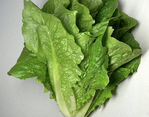 a head of romaine lettuce