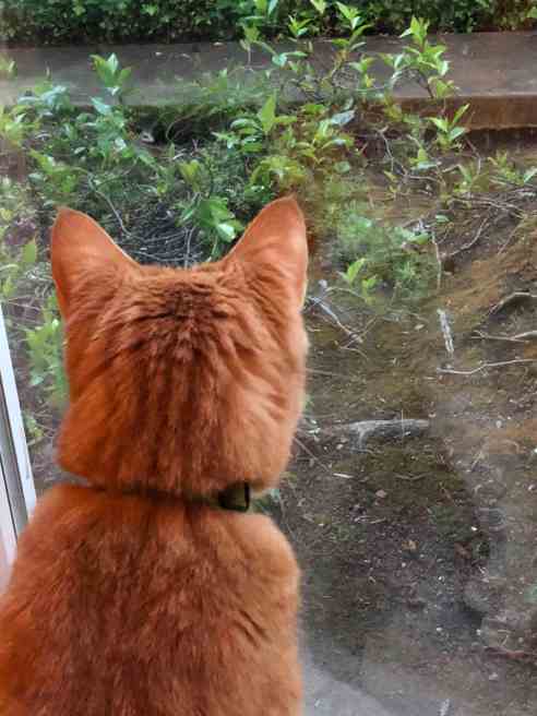 cat staring intently out the window