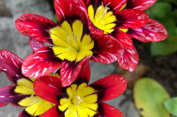Red flowers with yellow centers.