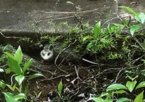 A baby opossum huddles by the sidewalk in our garden.