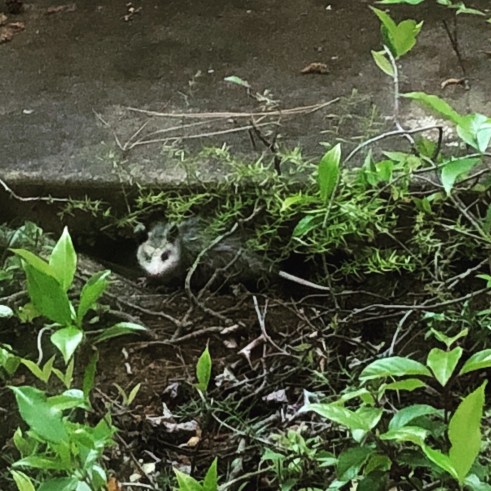baby opossum in the garden by the sidewalk
