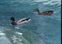 Two ducks swimming in a backyard pool.