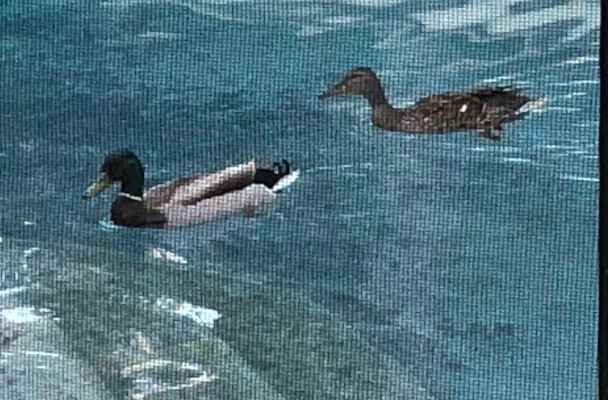 Two ducks swimming in a backyard pool.