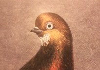 Face of a bearded pigeon, showing the cluster of white feathers under the beak of this mostly brown bird.