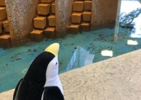 stuffed penguin looking at a manmade fountain on the hospital grounds
