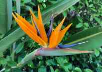 The bird of paradise flower has tall spiky orange petals and a blue poky thing. (Sorry, not a botanist)