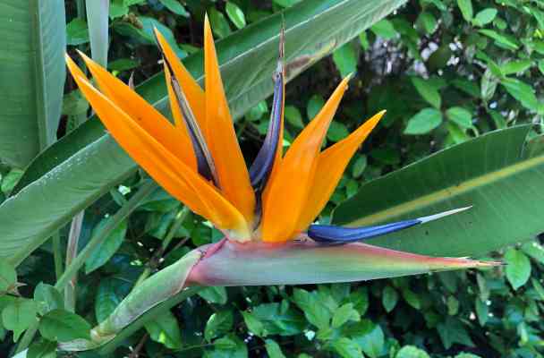 The bird of paradise flower has tall spiky orange petals and a blue poky thing. (Sorry, not a botanist)