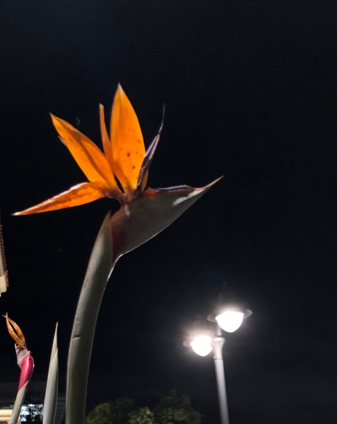 A bird of paradise flower against a black night sky. It really does look like someone crafted a crane's head out of flower petals.