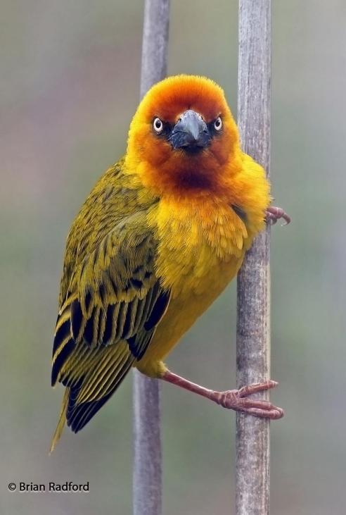 The Cape Weaver is a bright yellow bird with black stripes on the tips of his wings and a flare of red around his eyes and beak. 