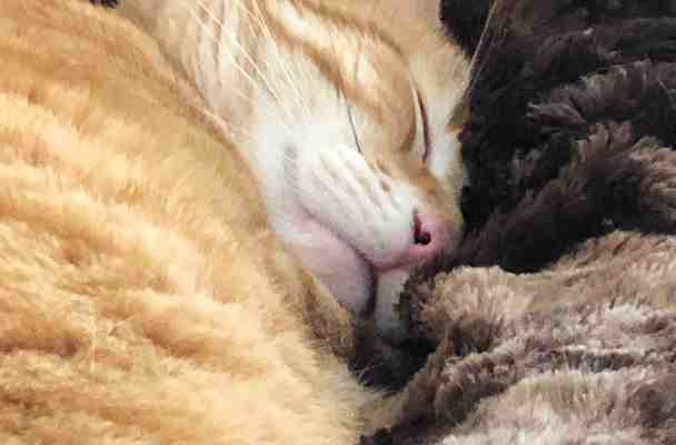 A sleeping orange tabby curled up in a furry brown blanket.
