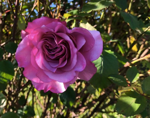 This dark pink rose has lots of short, round petals. 