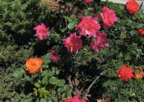 Rose bush with mostly dark pink flowers, and one or two orange ones.