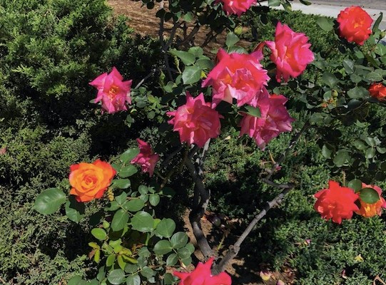 Rose bush with mostly dark pink flowers, and one or two orange ones.