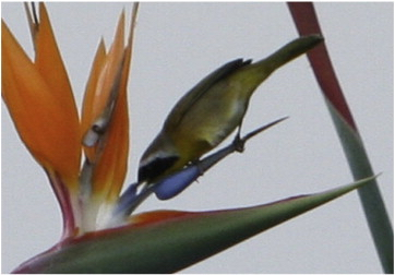 The yellow throated warbler has a yellow-green body, a striking black patch on his face, and a white streak along his forehead over his eyes. 