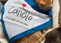 An orange cat sleeps in a cat bed by a window. A white bandana bordered in blue is draped over him like a blanket.