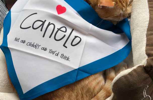 An orange cat sleeps in a cat bed by a window. A white bandana bordered in blue is draped over him like a blanket.