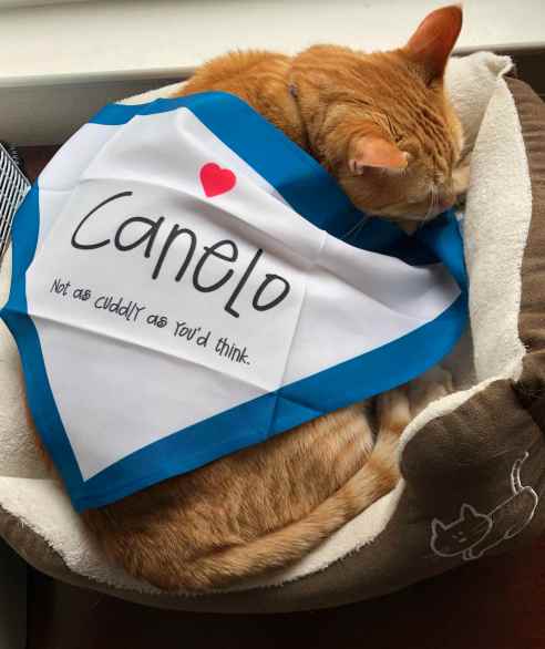 An orange cat sleeps in a cat bed by a window. A white bandana bordered in blue is draped over him like a blanket.