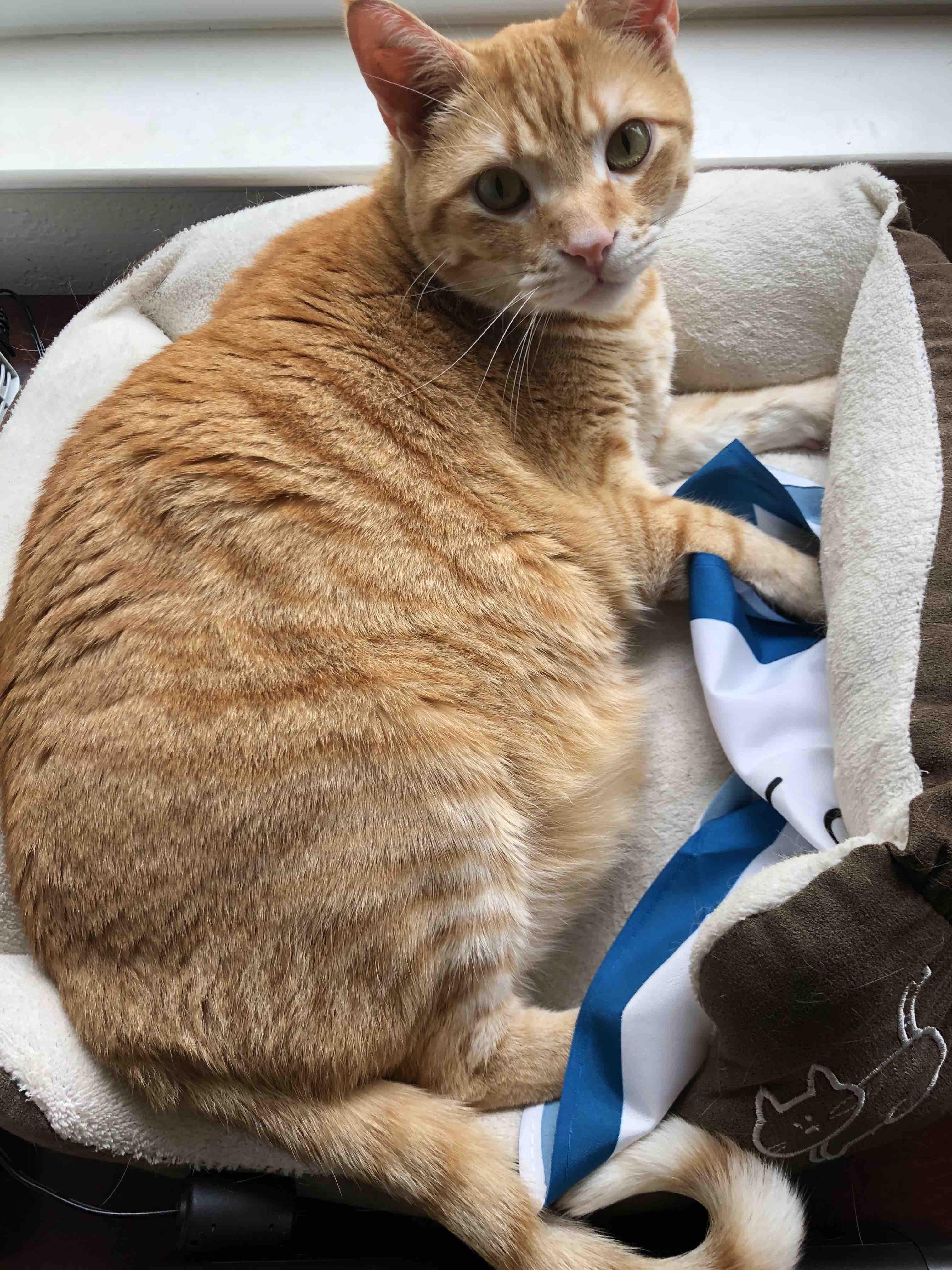 Same cat in a cat bed with the bandana crumpled under his paws.