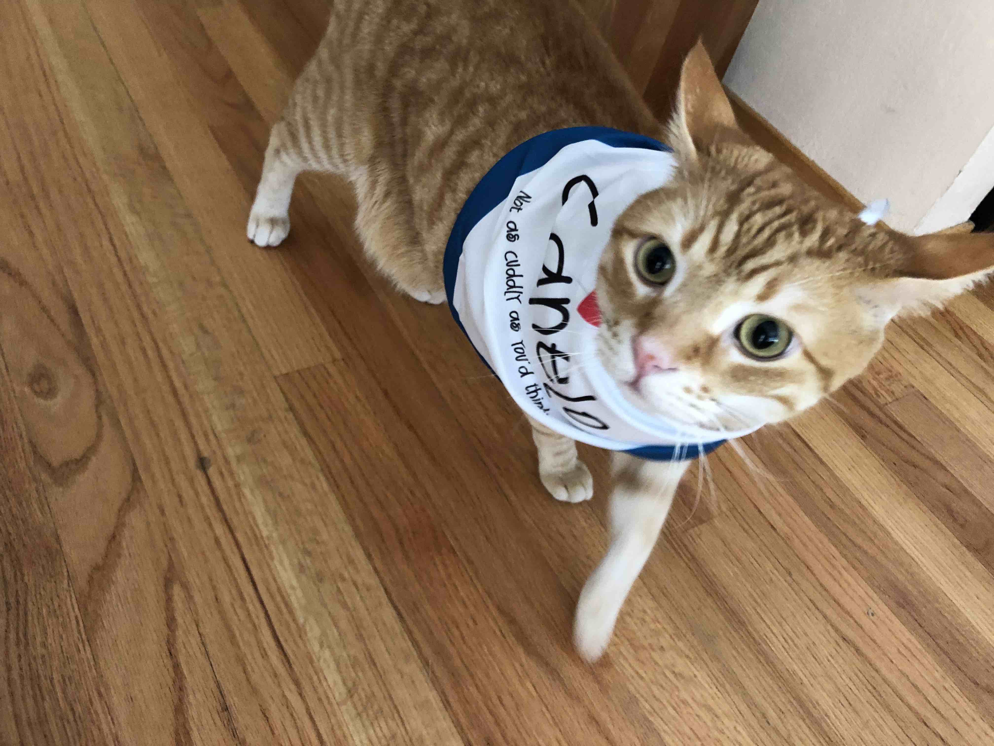 Cat walking on hardwood floor with bandana around his neck. His ears are flicked back and his eyes a little wild. But spine fur is flat.