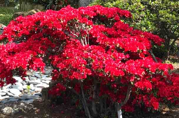 Red bush in a California garden in springtime.